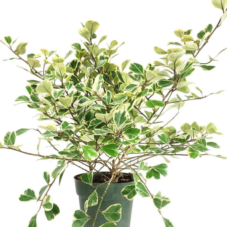 Ficus radicans variegata