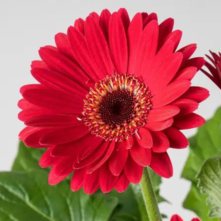 Gerbera Flower Plant