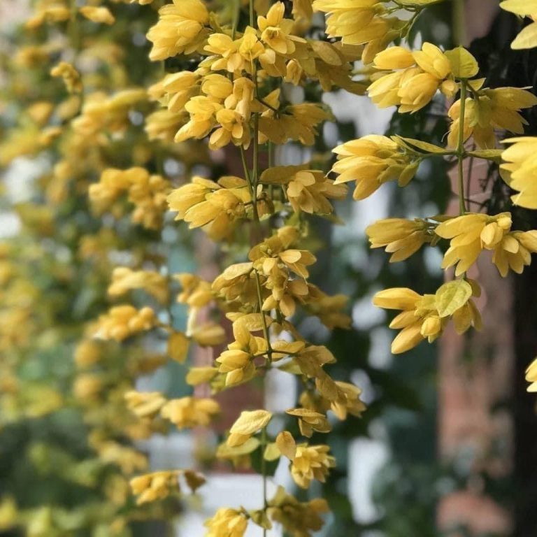 Golden Cascade