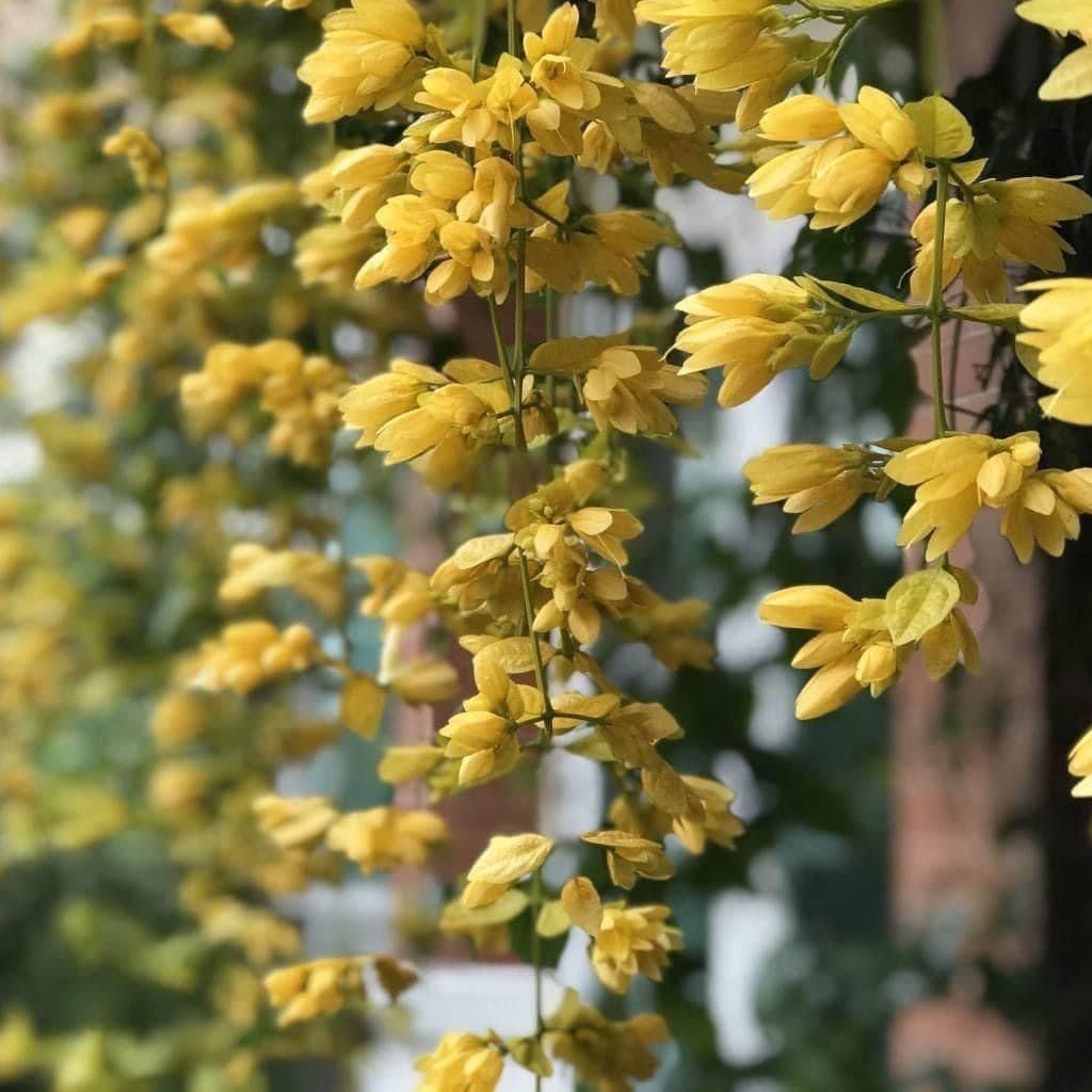 Golden Cascade - Image 2