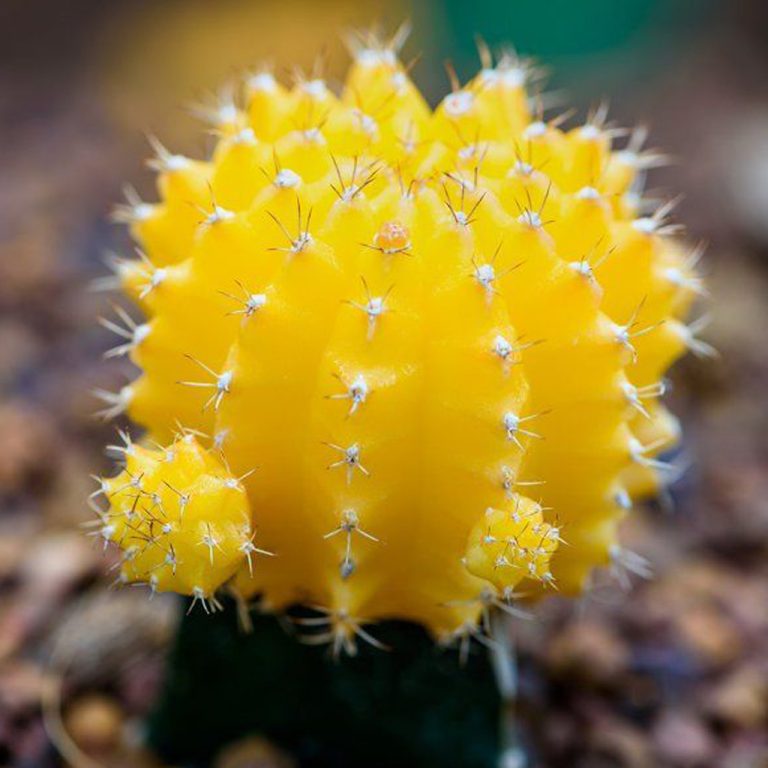 Grafted Cactus Yellow