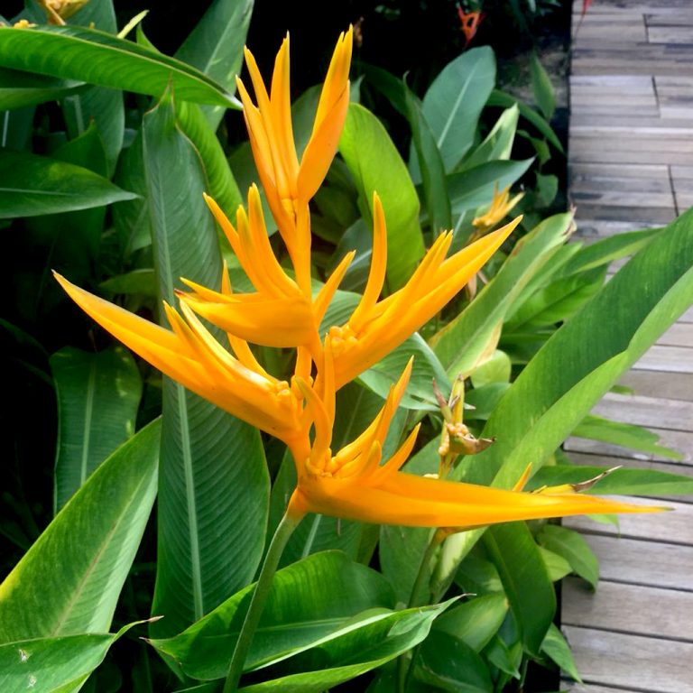 Heliconia