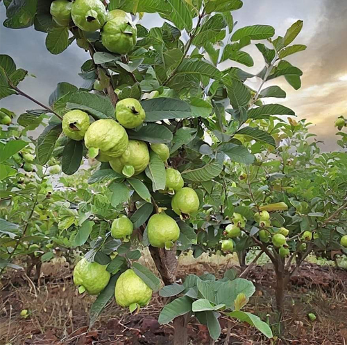 guava