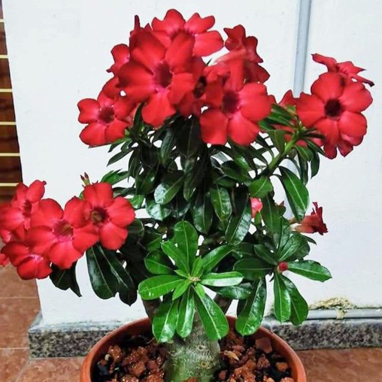 Adenium Desert red 1