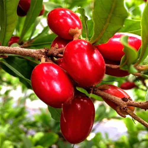 Miracle Fruit