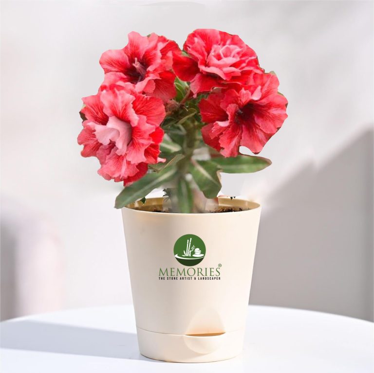 Adenium Bonsai Air Layered Plant