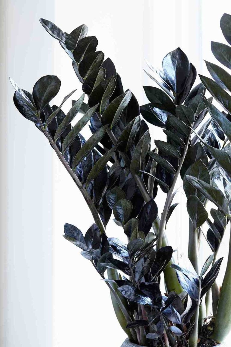 Zamia Black Plant