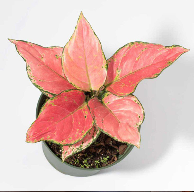 Aglaonema Pink