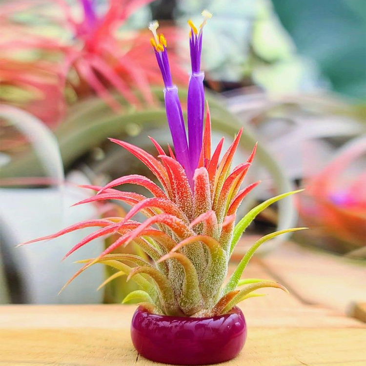 Air Plant (Tillandsia) - Image 3