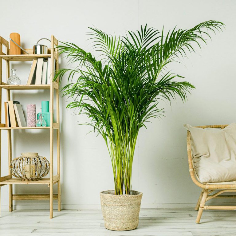 Areca Palm