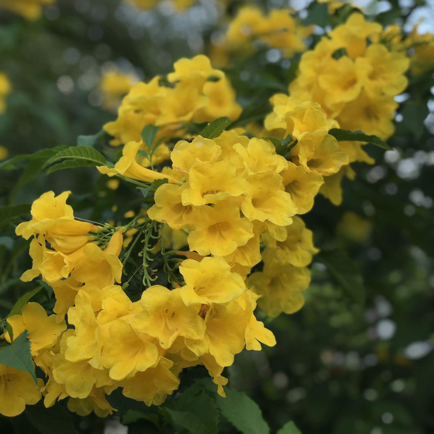 Tecoma Yellow Plant - Image 3