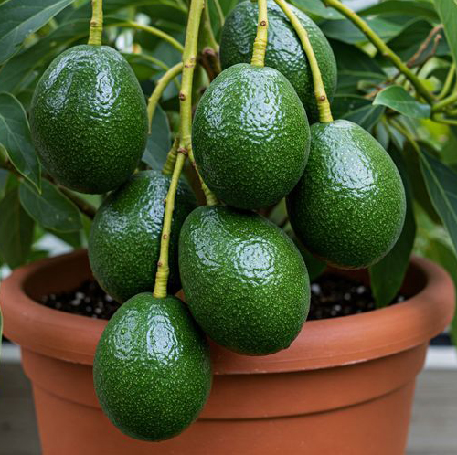 Avocado Plant - Image 3