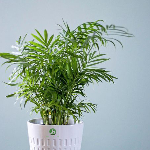 Bamboo Palm - Image 3