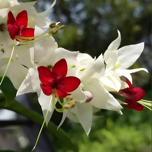 Bleeding Heart Plant - Image 3