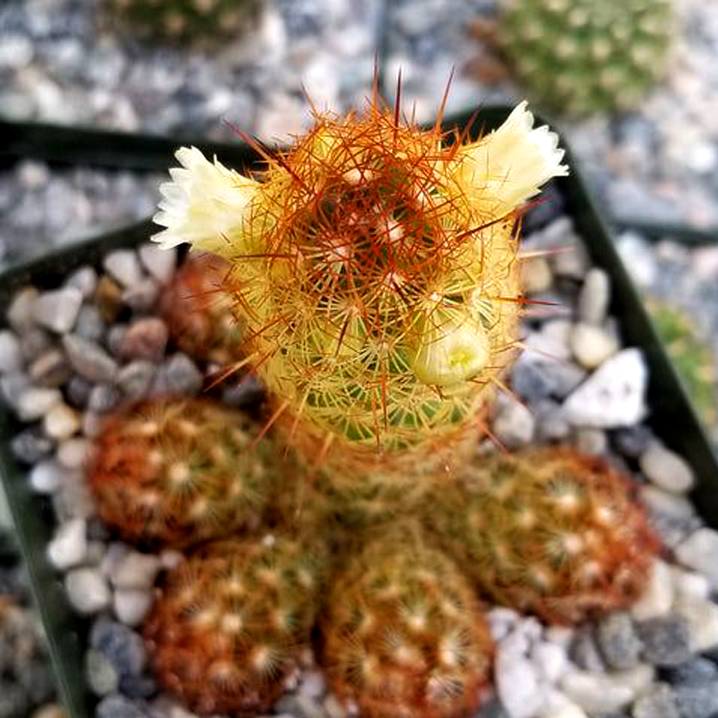 Cactus Copper Queen - Image 3