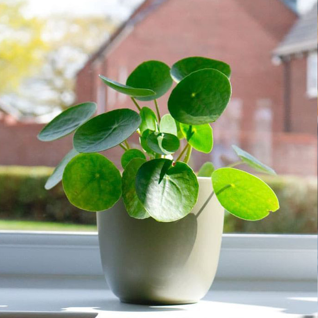 Chinese Money Plant - Image 2