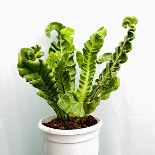 Cobra Fern