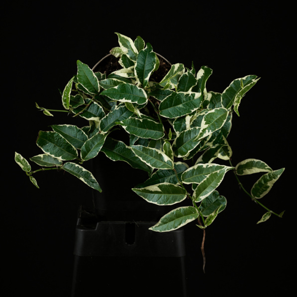 Ficus Radicans - Image 3