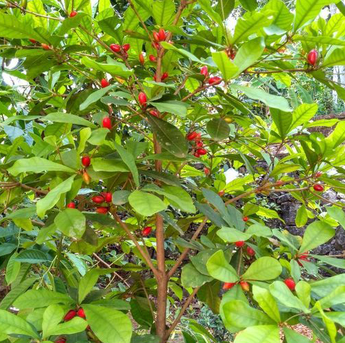Miracle Fruit - Image 3