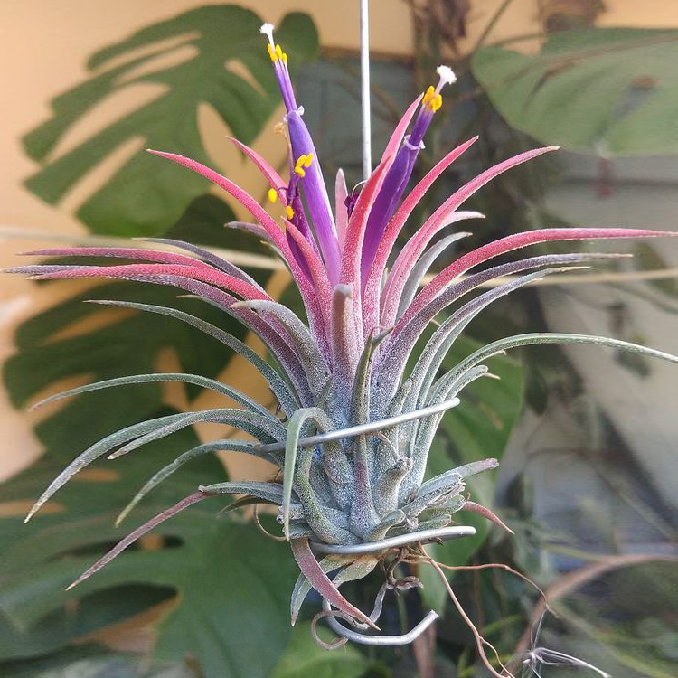 Air plant b1