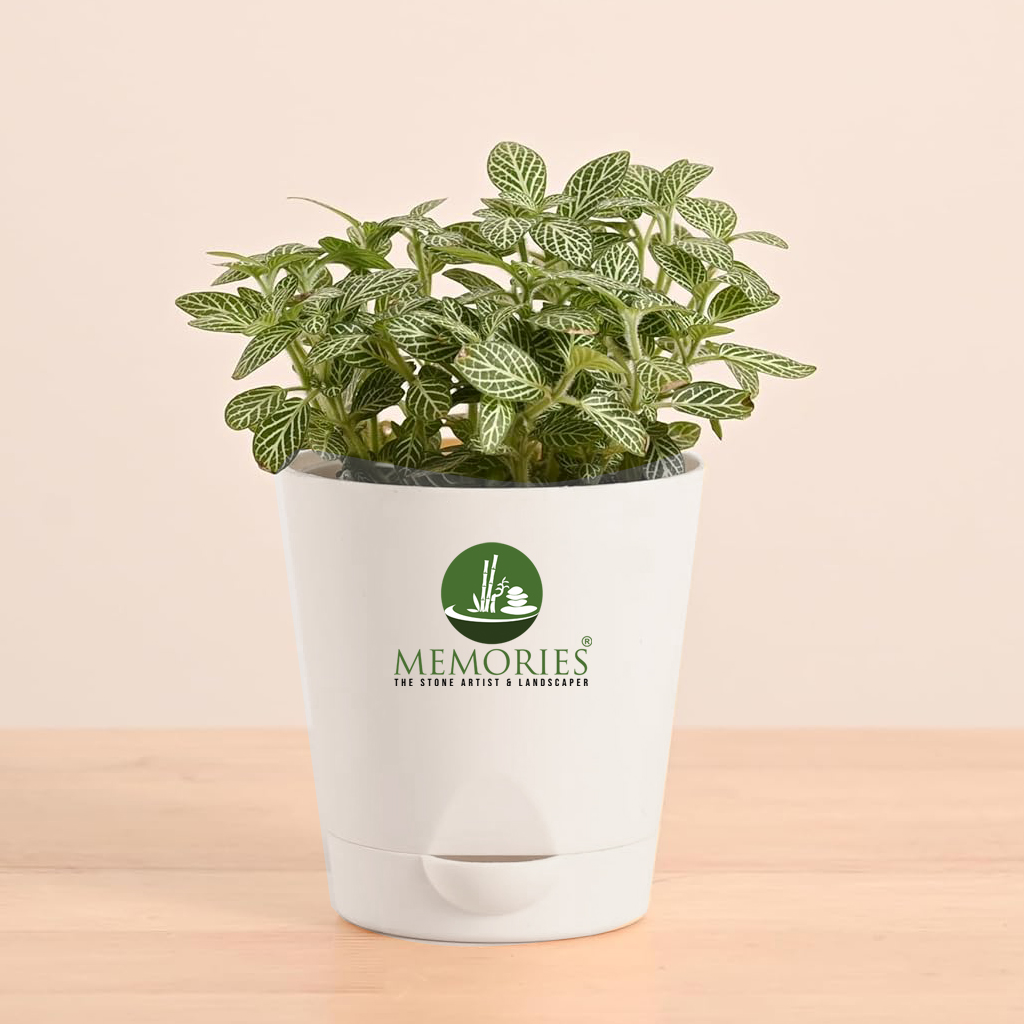 Fittonia Green (Green Nerve Plant)