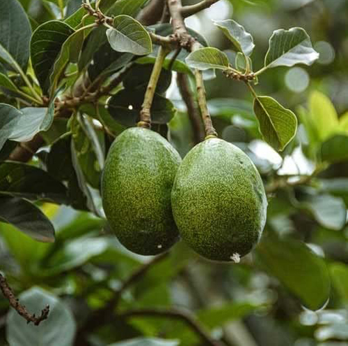 Avocado Plant - Image 4