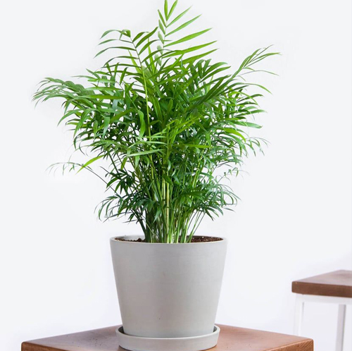 Bamboo Palm - Image 4