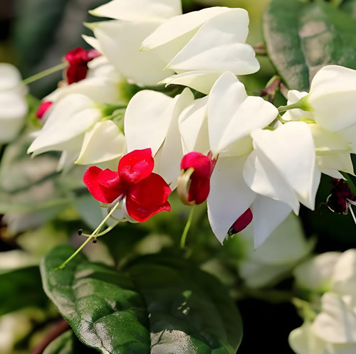 Bleeding Heart Plant - Image 4