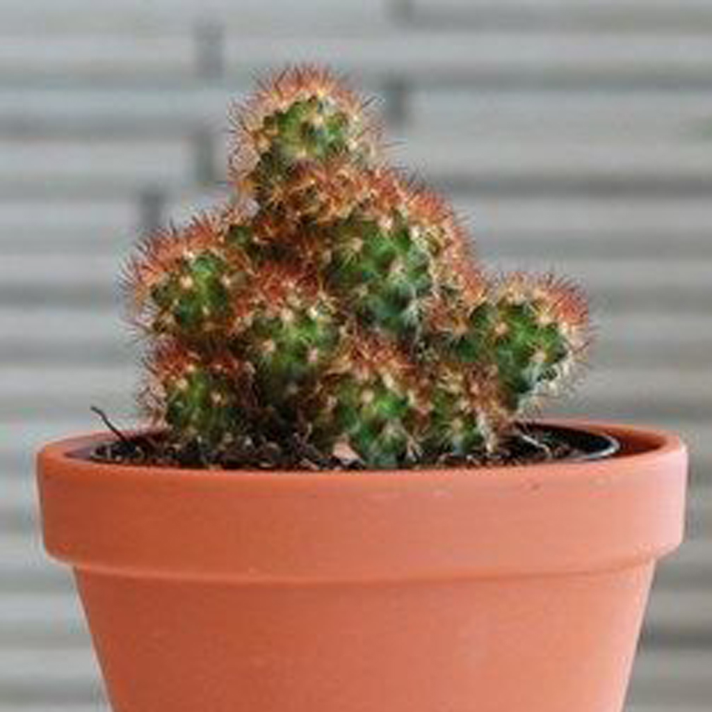 Cactus Copper Queen - Image 4