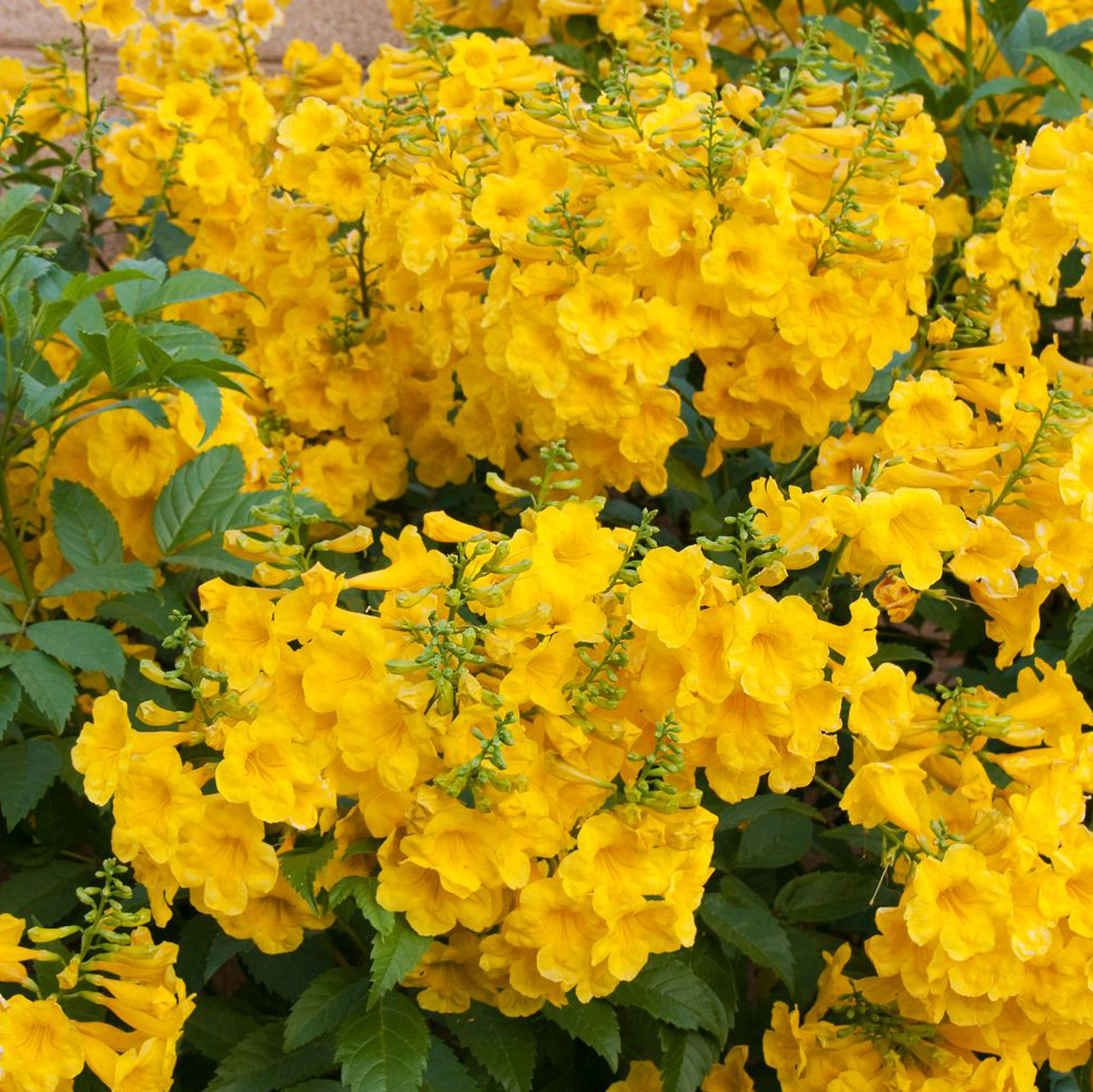 Tecoma Yellow Plant - Image 4