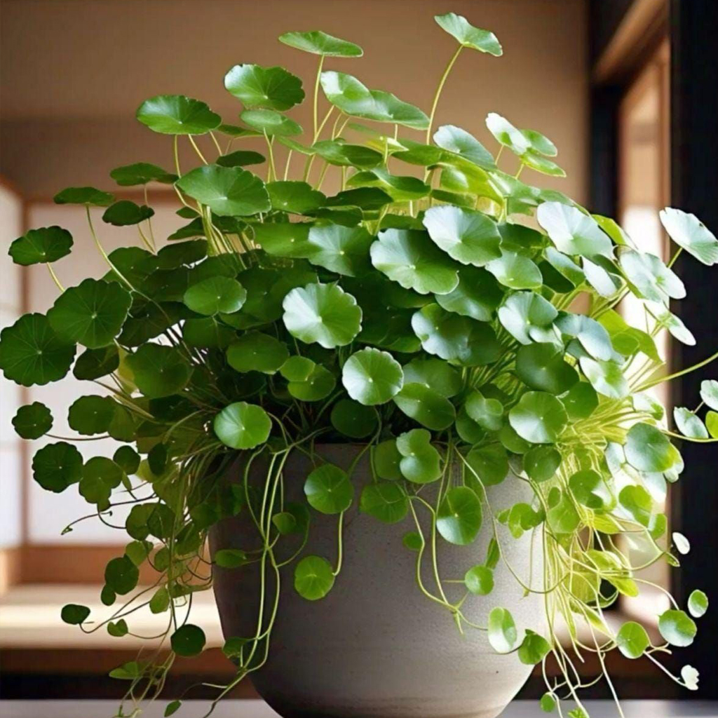 Chinese Money Plant - Image 4