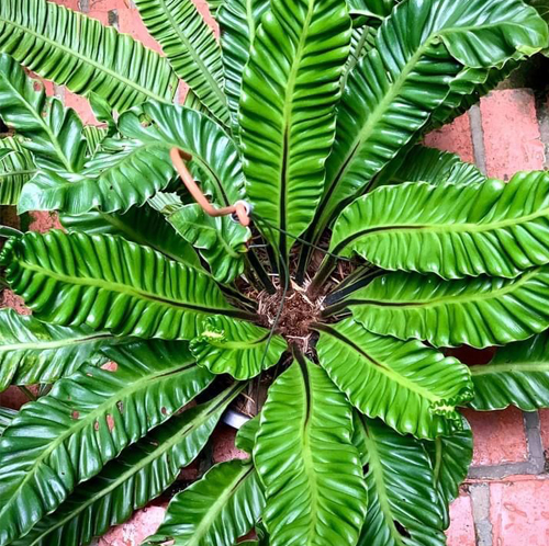 Cobra Fern - Image 4