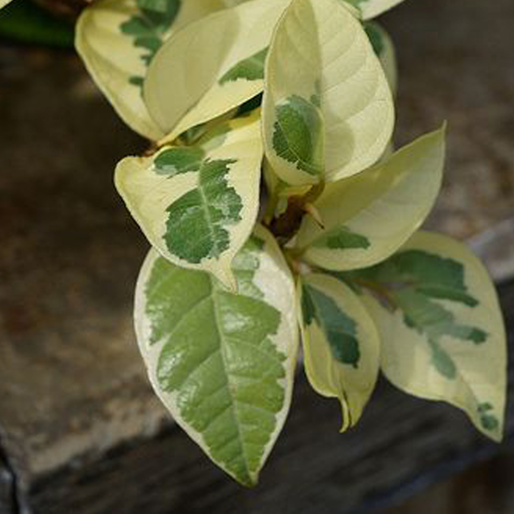 Ficus Radicans - Image 4