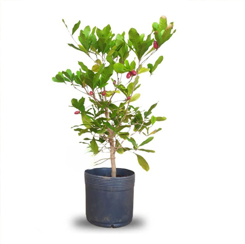 Miracle Fruit - Image 4