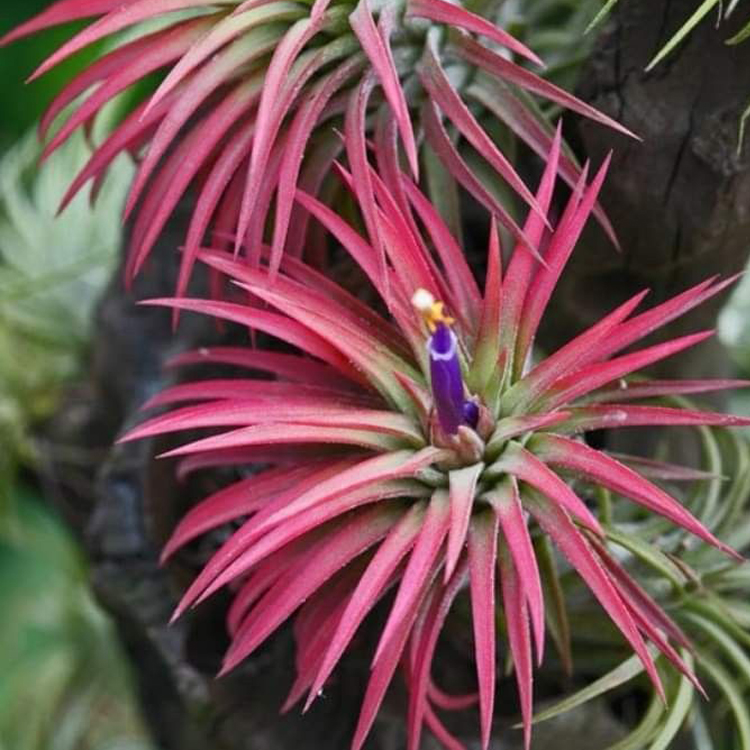 Air Plant (Tillandsia) - Image 4