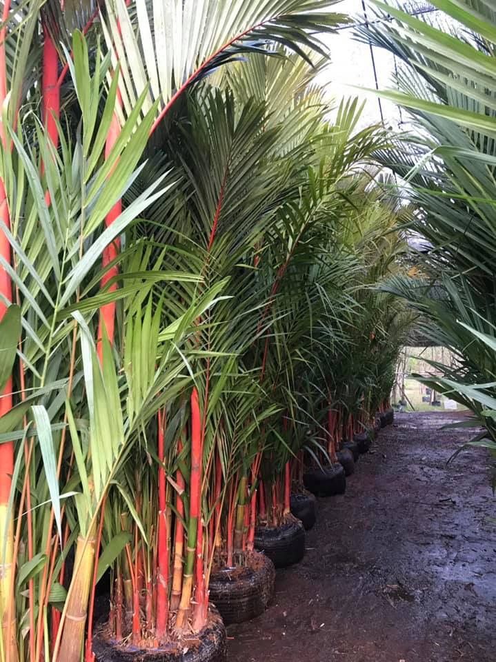 Red Palm