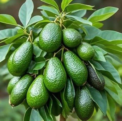 Avocado Plant - Image 5