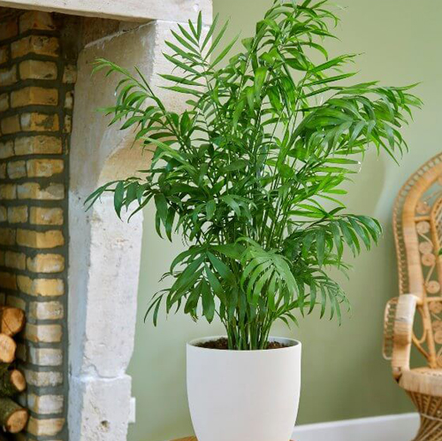 Bamboo Palm - Image 5