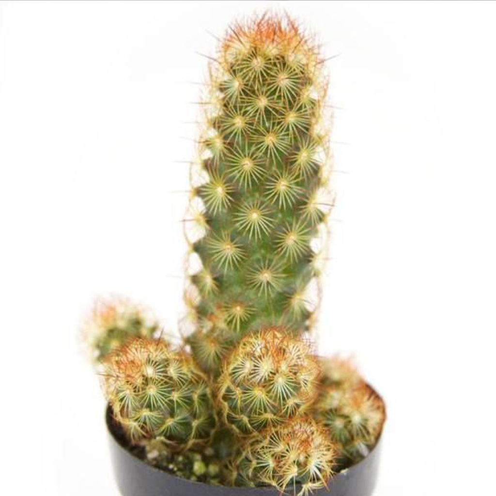 Cactus Copper Queen - Image 5