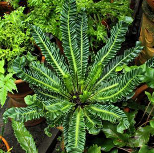 Cobra Fern - Image 5