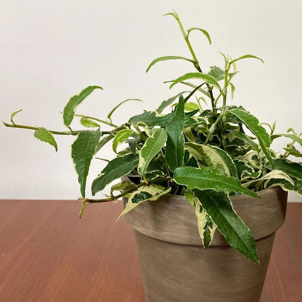 Ficus Radicans - Image 5