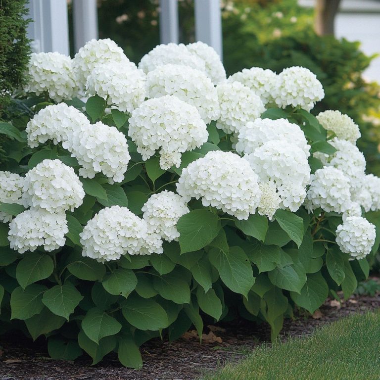 hydrangea plant