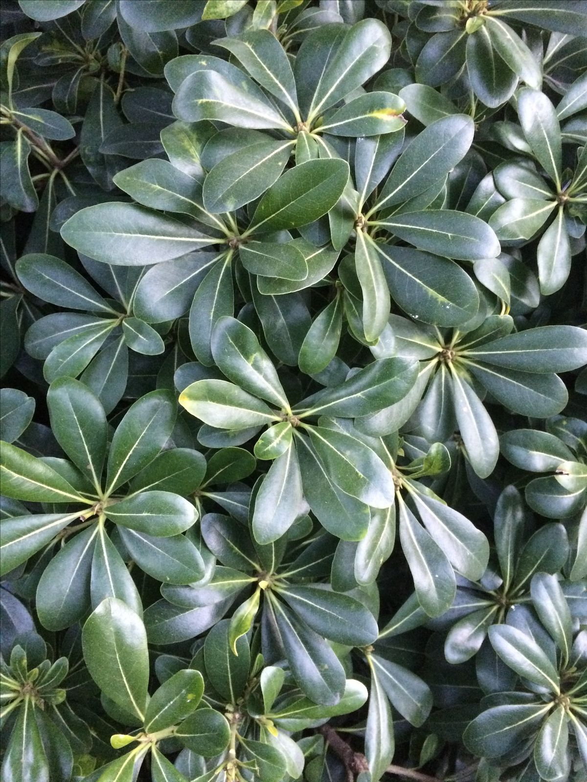 Schefflera Green - Image 5