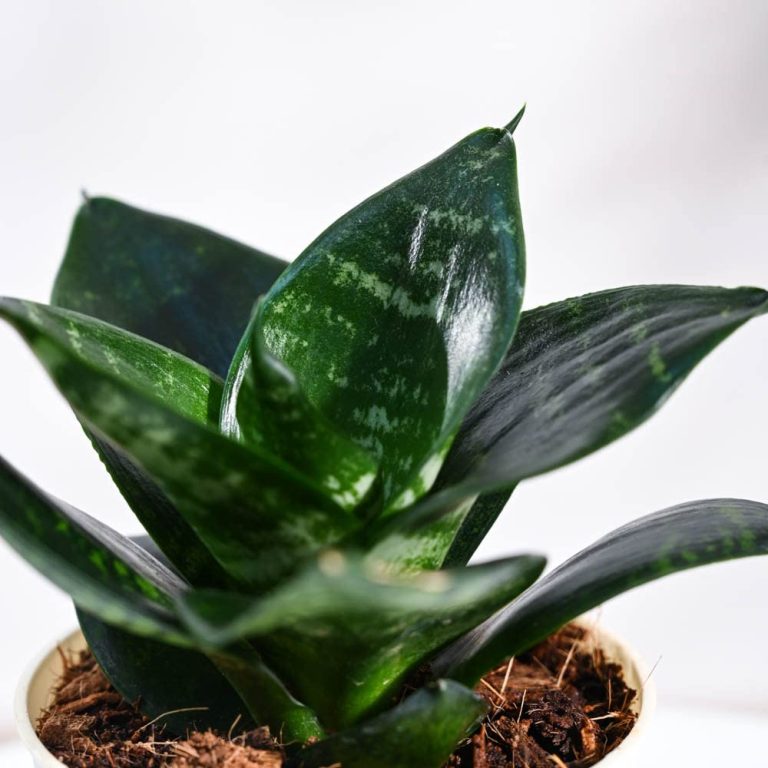 Sansevieria Green sanke plant