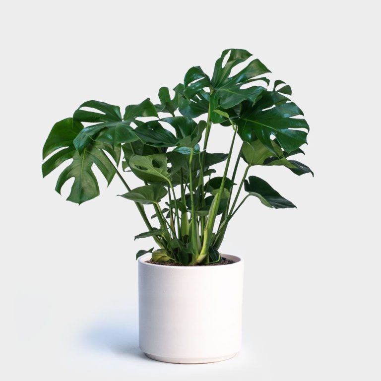 Monstera Deliciosa