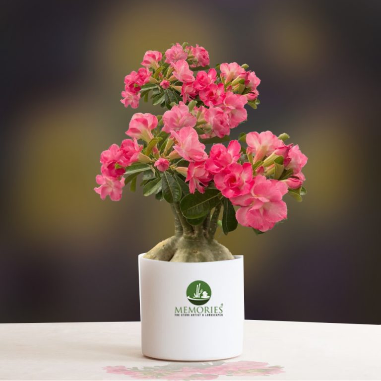 Adenium Bonsai Air Layered Plant