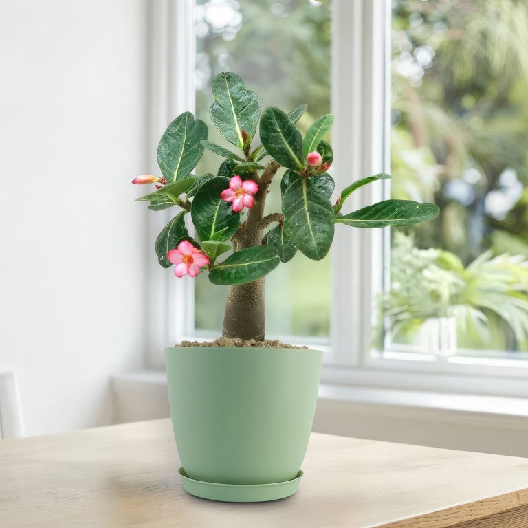 Adenium Desert Rose
