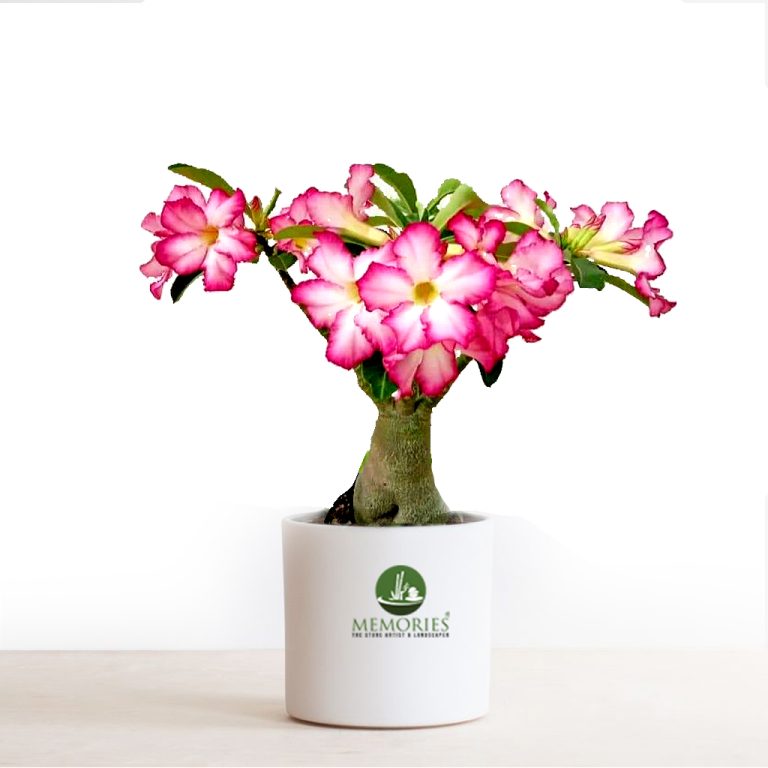 Adenium Desert Rose