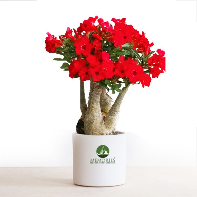 Adenium Desert red 1