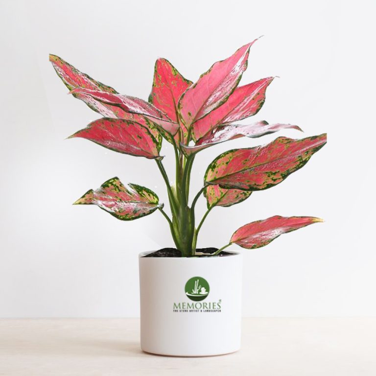 Aglaonema Pink